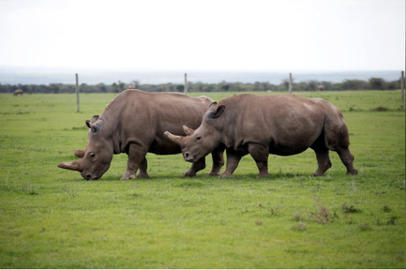 Reuters Najin and Patu, the last two female northern white rhinos in the world.